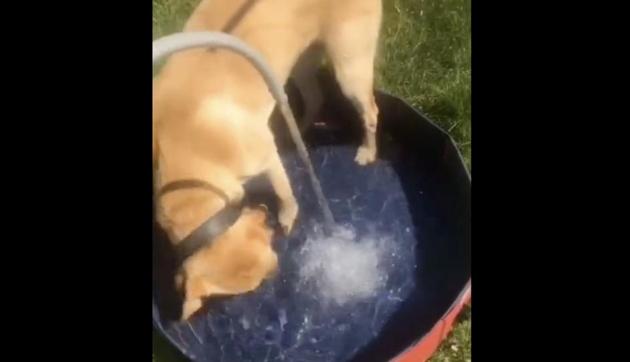 Internet’s reacted paw-sitively to this top-notch pupper content. You may love it too. (TikTok/@meganwall18) Internet’s reacted paw-sitively to this top-notch pupper content. You may love it too. (TikTok/@meganwall18)