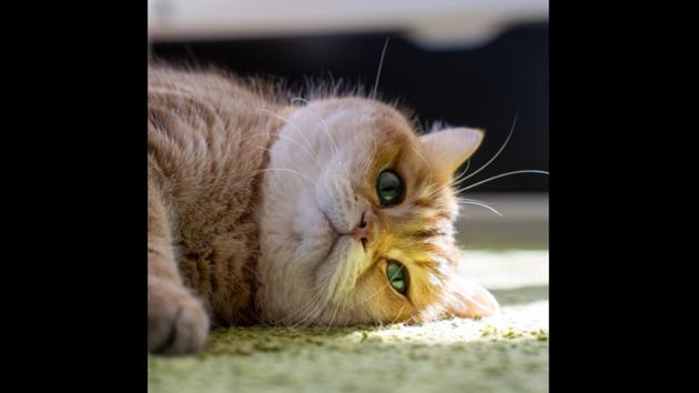 This cat during isolation is what you need to smile. (Twitter) This cat during isolation is what you need to smile. (Twitter)