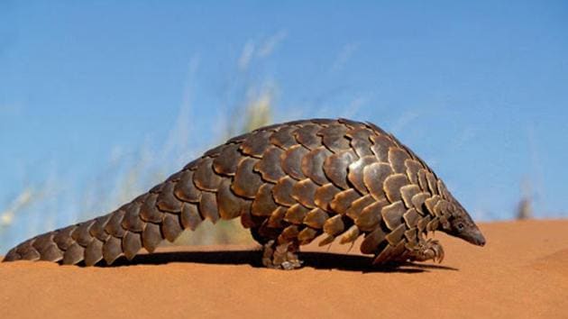 Gabon on Friday banned the sale and eating of bats and pangolins, which are suspected of sparking the novel coronavirus in China where they are highly prized in traditional medicine. (World Wildlife Fund) Gabon on Friday banned the sale and eating of bats and pangolins, which are suspected of sparking the novel coronavirus in China where they are highly prized in traditional medicine. (World Wildlife Fund)
