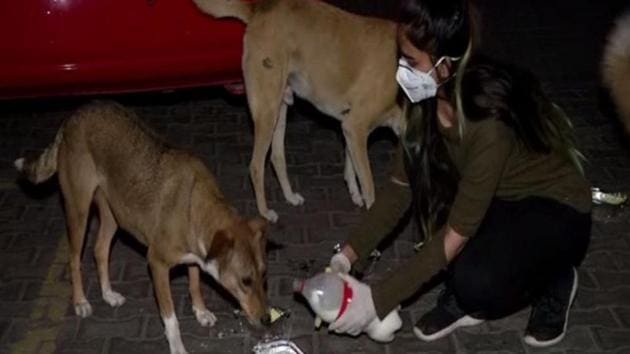 Vibha Tomar feeding stray dogs. (ANI) Vibha Tomar feeding stray dogs. (ANI)