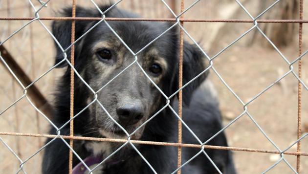 Overcrowded Thai dog shelter blames coronavirus for drop in donations. (REPRESENTATIONAL IMAGE) (Unsplash) Overcrowded Thai dog shelter blames coronavirus for drop in donations. (REPRESENTATIONAL IMAGE) (Unsplash)
