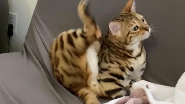 The image shows the cat trying to scratch its head. (Reddit/Zoeyandleosma) The image shows the cat trying to scratch its head. (Reddit/Zoeyandleosma)
