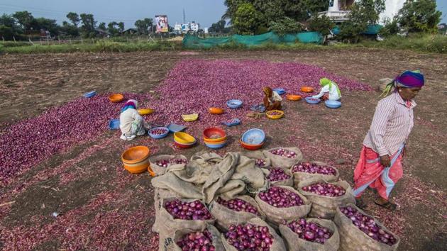 Agricultural labours engaged in grading and separation activities at Onion farm at Lasalgaon in Mumbai. (Pratik Chorge/Hindustan Times) Agricultural labours engaged in grading and separation activities at Onion farm at Lasalgaon in Mumbai. (Pratik Chorge/Hindustan Times)