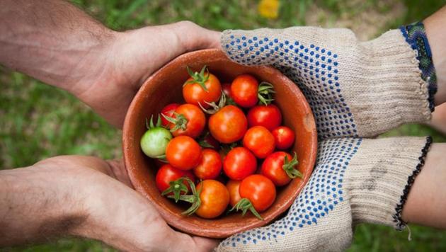 Coronavirus lockdowns are pushing more city dwellers to grow fruit and vegetables in their homes, providing a potentially lasting boost to urban farming, architects and food experts said on Tuesday.(UNSPLASH)