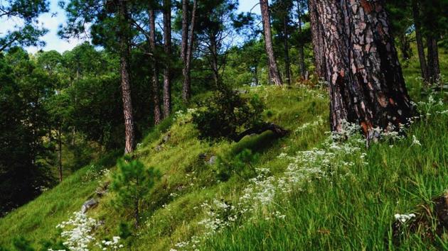 A life of isolation in the hills has been the calling for these two solo travellers. A life of isolation in the hills has been the calling for these two solo travellers.