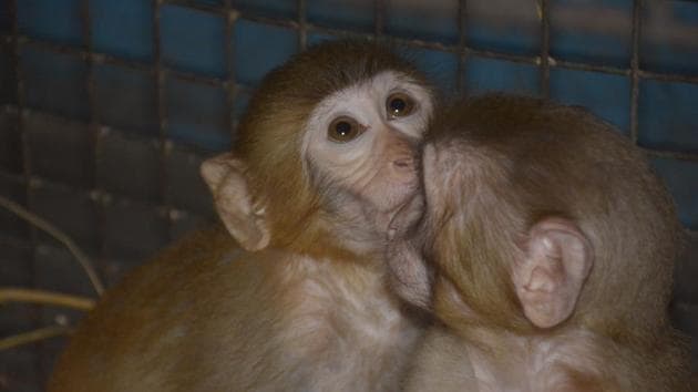 Mishti and Rinku, a female and another male monkey, have been brought up since birth in human bonding await release in safe habitat. (HT File/S Ali) Mishti and Rinku, a female and another male monkey, have been brought up since birth in human bonding await release in safe habitat. (HT File/S Ali)
