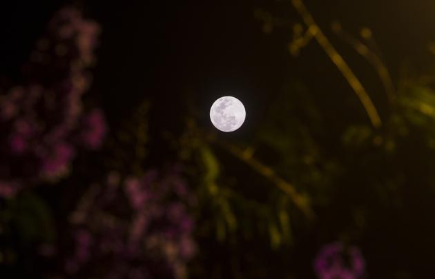 The Next Full Moon Is the Pink Moon