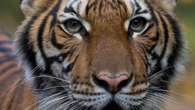 Nadia, a 4-year-old female Malayan tiger at the Bronx Zoo, was tested positive for coronavirus.(VIA REUTERS) Nadia, a 4-year-old female Malayan tiger at the Bronx Zoo, was tested positive for coronavirus.(VIA REUTERS)