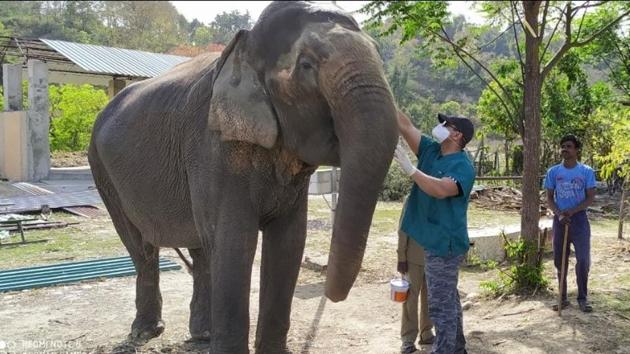 A patrol elephant being taken care of by forest staff in Corbett Tiger Reserve in Uttarakhand. (HT PHOTO) A patrol elephant being taken care of by forest staff in Corbett Tiger Reserve in Uttarakhand. (HT PHOTO)