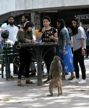 Before classes were called off, simians used to be spotted at the Student Centre, and would feed on the left-over food. (HT File Photo) Before classes were called off, simians used to be spotted at the Student Centre, and would feed on the left-over food. (HT File Photo)