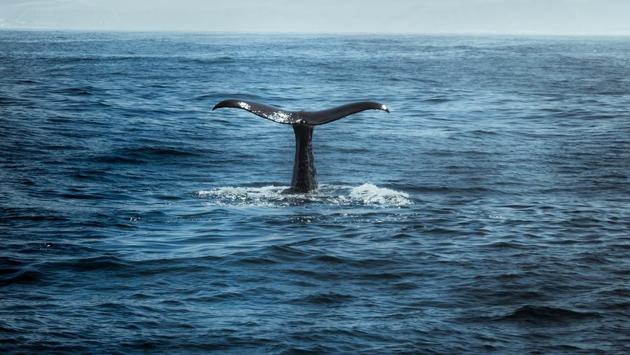 The image shows a whale in an ocean (representational image). (Unsplash) The image shows a whale in an ocean (representational image). (Unsplash)