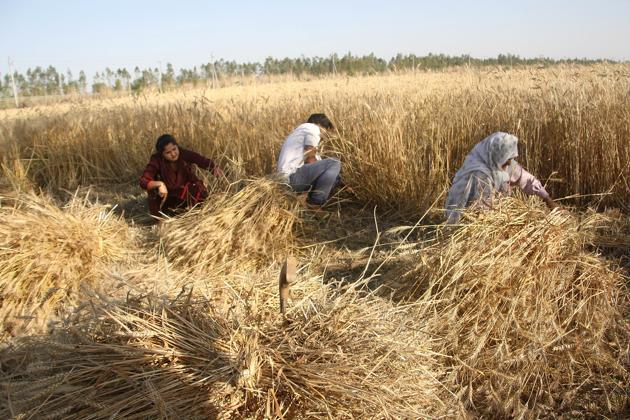 Farmers harvest wheat crop at their agricultural fields in Kheri Sadh village of Rohtak on Wednesday. (Manoj Dhaka/HT) Farmers harvest wheat crop at their agricultural fields in Kheri Sadh village of Rohtak on Wednesday. (Manoj Dhaka/HT)