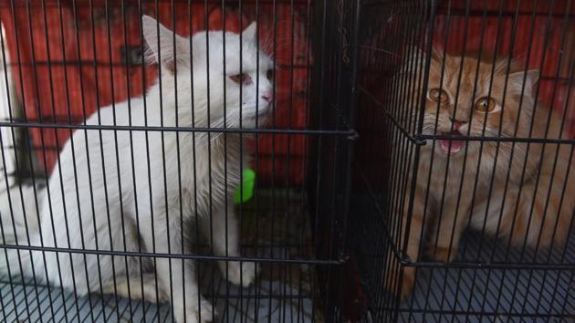 Photos: Lockdown Underway, Animals Left To Die In Pakistan’s Pet ...