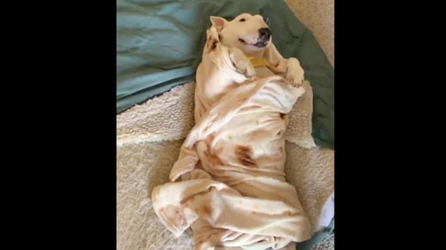 The clip shows a woman turning her sweet terrier into a taco. (Reddit/u/memezzer) The clip shows a woman turning her sweet terrier into a taco. (Reddit/u/memezzer)