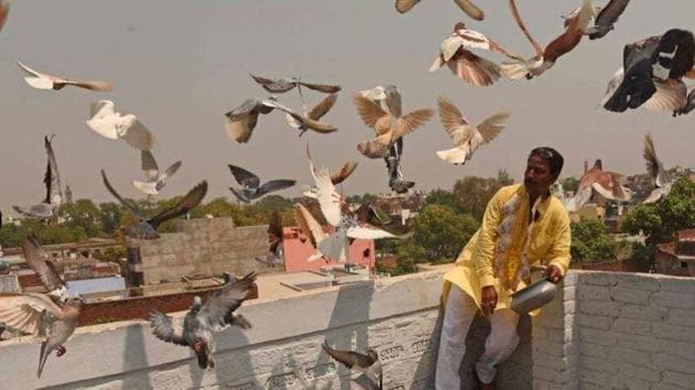 In Lucknow, passionate aficionados say that the Covid-19 outbreak is utterly disappointing, as most pigeon-sports clubs have cancelled all competitions this season (April to May).(HT Photo)
