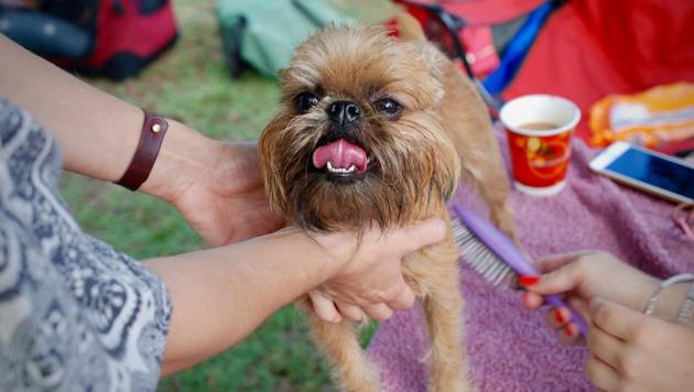 Since pet salons are shut due to the Covid-19 lockdown, people are facing a tough time grooming pets at home.(Unsplash)