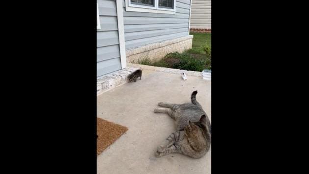 The video shows the cat along with its kitten. (Reddit/callmecourtnay) The video shows the cat along with its kitten. (Reddit/callmecourtnay)