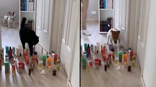 This clip of a dog trying to do an obstacle course is the best