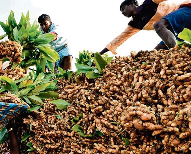 Vendors unloading turmeric for sale at Koyambedu vegetable market on the occasion of Pongal festival in Chennai on Friday. (PTI) Vendors unloading turmeric for sale at Koyambedu vegetable market on the occasion of Pongal festival in Chennai on Friday. (PTI)