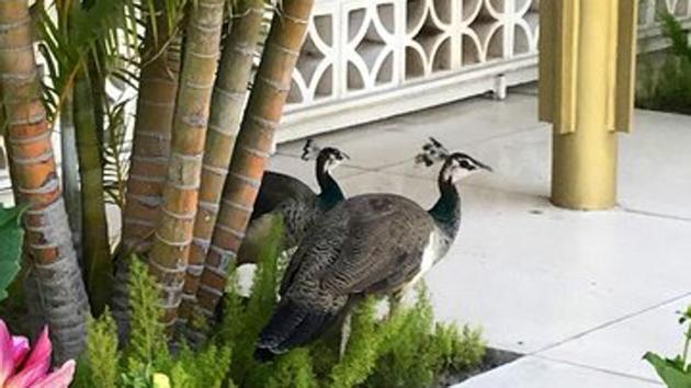 The post shows four pictures of two peacocks frolicking around at the Roosevelt House, the Ambassador’s residence. (Twitter/ USAmbIndia) The post shows four pictures of two peacocks frolicking around at the Roosevelt House, the Ambassador’s residence. (Twitter/ USAmbIndia)