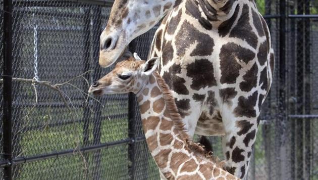 The Audubon Nature Institute in New Orleans welcomed a new resident, a baby giraffe named Hope.(AP) The Audubon Nature Institute in New Orleans welcomed a new resident, a baby giraffe named Hope.(AP)