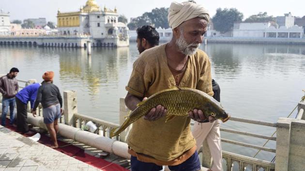 Fisheries is a part of the agriculture sector and along with aquaculture production contribute around 1% to India’s gross domestic product (GDP) and over 5% to the agricultural GDP. (HT file photo) Fisheries is a part of the agriculture sector and along with aquaculture production contribute around 1% to India’s gross domestic product (GDP) and over 5% to the agricultural GDP. (HT file photo)