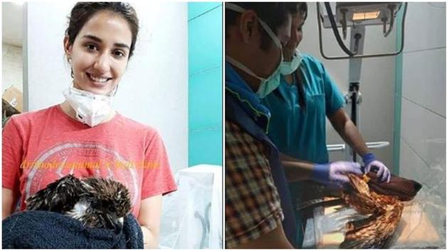 Disha Patani gave the bird some food and took her to the vet. Disha Patani gave the bird some food and took her to the vet.