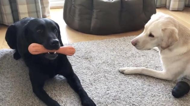 Olive has an orange play-bone in her mouth that Mabel wants.(Twitter/@MrAndrewCotter)