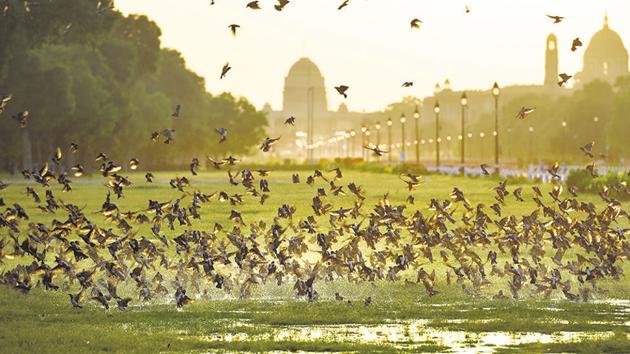 A flock of rosy starlings on a clear evening at Rajpath near India Gate, in New Delhi, India, on Friday, April 10, 2020. (Arvind Yadav/HT PHOTO) A flock of rosy starlings on a clear evening at Rajpath near India Gate, in New Delhi, India, on Friday, April 10, 2020. (Arvind Yadav/HT PHOTO)