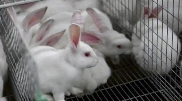 Hisar medical college ends animal testing - Hindustan Times Hisar medical college ends animal testing - Hindustan Times