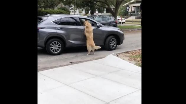The image shows the dog beside the car. (Reddit/Thund3rbolt) The image shows the dog beside the car. (Reddit/Thund3rbolt)