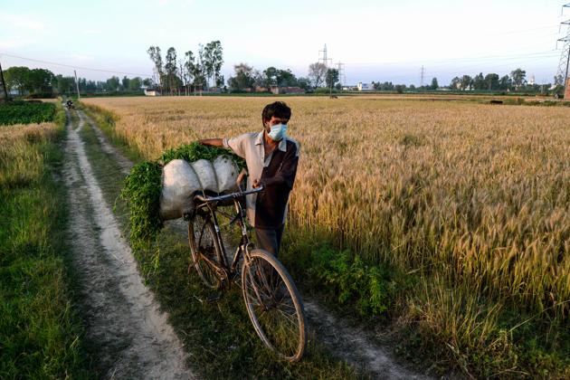 Jalandhar: A farmer wearing face mask carries cattle feed on his cycle during a government-imposed nationwide lockdown as a preventive measure against the spread of coronavirus, in Jalandhar, Sunday, April 12, 2020. (PTI Photo)(PTI12-04-2020_000253B)(PTI)