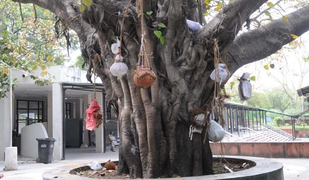 Earthen pots filled with the ashes of the deceased hang on a tree at the cremation ground in Chandigarh’s Sector 25, as no more lockers are available to store them.(Keshav Singh/HT)