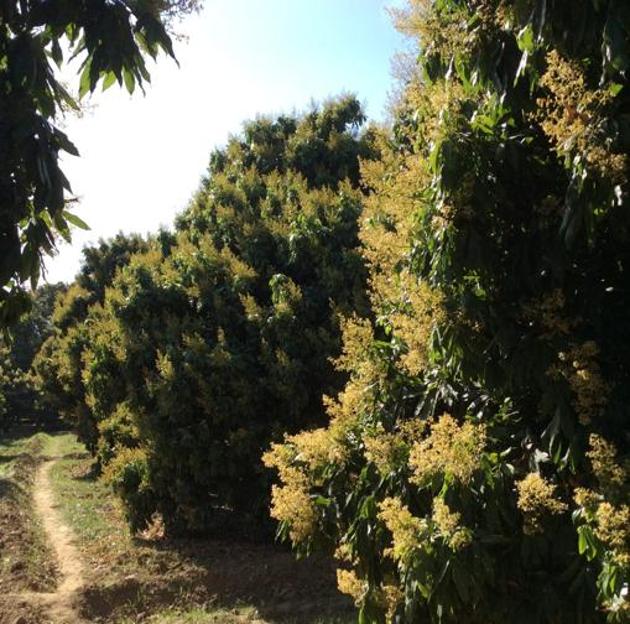 A bulk of the produce, being expensive, is sold in Pathankot, which has a litchi processing plant; and in Chandigarh and Delhi, where it is in demand. (HT PHOTO) A bulk of the produce, being expensive, is sold in Pathankot, which has a litchi processing plant; and in Chandigarh and Delhi, where it is in demand. (HT PHOTO)