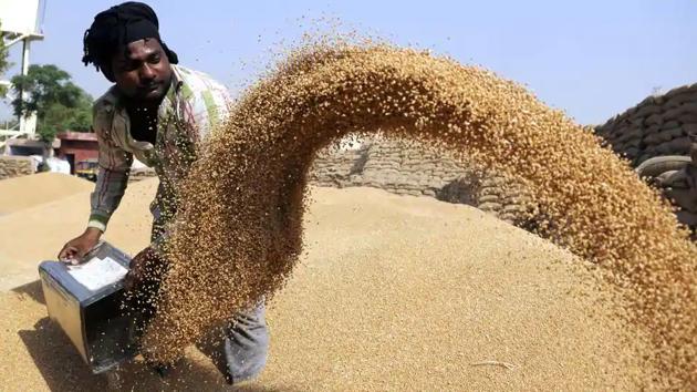 The agriculture department is expecting production of over 9.41 lakh MT wheat this time against last year’s 9.5 lakh MT. (HT PHOTO) The agriculture department is expecting production of over 9.41 lakh MT wheat this time against last year’s 9.5 lakh MT. (HT PHOTO)