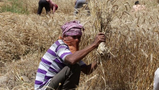 A farmer harvesting wheat in a Mohali village amid the nationwide lockdown on Monday.(Gurminder Singh/HT)