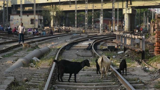 Goats seen by the railway tracks in Bihar’s Patna on day twenty of the 21-day nationwide lockdown to curb the spread of coronavirus. (Parwaz Khan /HT PHOTO) Goats seen by the railway tracks in Bihar’s Patna on day twenty of the 21-day nationwide lockdown to curb the spread of coronavirus. (Parwaz Khan /HT PHOTO)