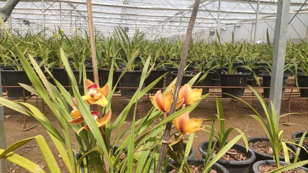 An orchid nursery in Sikkim.(HT PHOTO) An orchid nursery in Sikkim.(HT PHOTO)