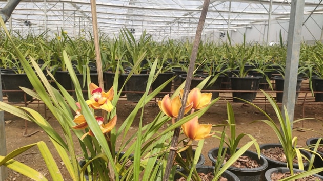 An orchid nursery in Sikkim.(HT PHOTO)