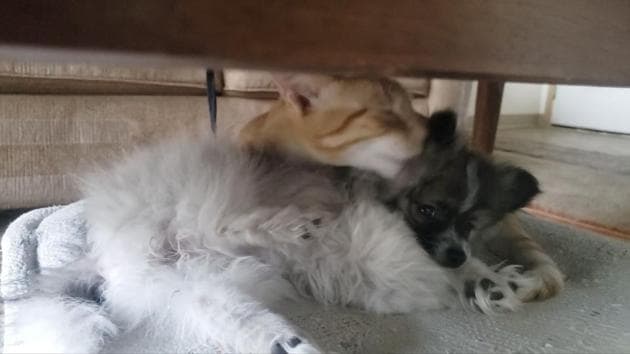 These two domesticated species are often considered mortal rivals. But this duo is here to change that narrative. (Reddit/u/themiserymachine) These two domesticated species are often considered mortal rivals. But this duo is here to change that narrative. (Reddit/u/themiserymachine)