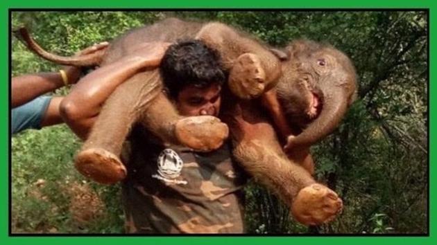 Man carrying a baby elephant he rescued.(Twitter)