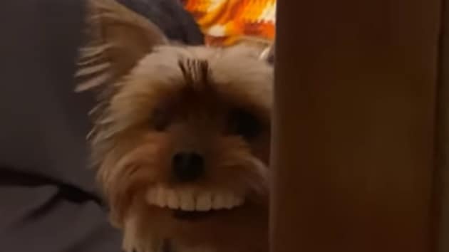 can you make dogs laugh