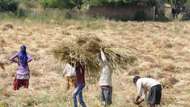 Farm workers harvest crop on the 18th day of the lockdown, Greater Noida, April 11, 2020 (Sunil Ghosh/HTPhoto) Farm workers harvest crop on the 18th day of the lockdown, Greater Noida, April 11, 2020 (Sunil Ghosh/HTPhoto)
