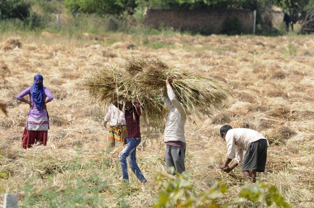 Farm workers seen harvesting crop in a field, on day eighteen of the 21 day lockdown to limit the coronavirus, near Yamuna Expressway, in Greater Noida, India, on Saturday, April 11, 2020.(Photo: Sunil Ghosh / Hindustan Times)