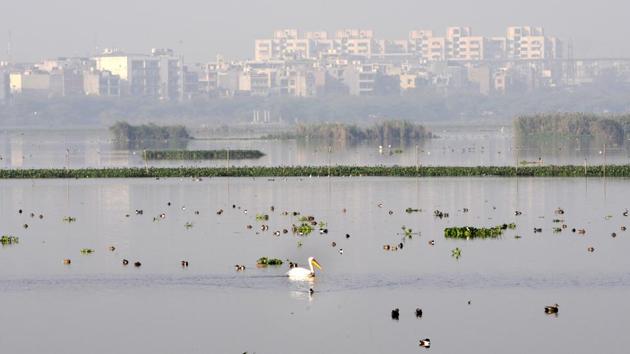 According to the last annual census held by the forest department in February for the birding year of 2019-20, the sanctuary was abode to at least 21,061 birds from 115 species. (Photo by Sunil Ghosh / Hindustan Times)