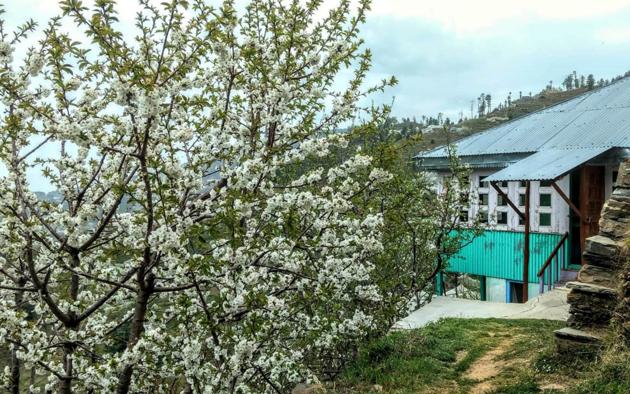 Cherry trees in full bloom in Shimla. (HT Photo) Cherry trees in full bloom in Shimla. (HT Photo)