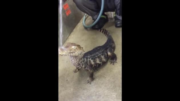 The image shows the little crocodile. (Reddit/the-anomaly-aberrant) The image shows the little crocodile. (Reddit/the-anomaly-aberrant)