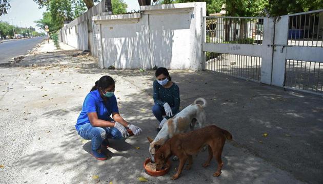 Volunteers feed stray dogs along a deserted road during a government-imposed nationwide lockdown as a preventive measure against the COVID-19 coronavirus, on the outskirts of Ahmedabad on April 1, 2020.(AFP/ Representative image)