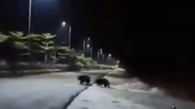 The image shows two beers crossing a street.(Twitter/@susantananda3)