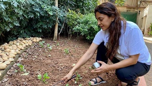 Actor Juhi Chawla tries her hand at kitchen gardening.(Photo: Instagram/aimjuhichawla) Actor Juhi Chawla tries her hand at kitchen gardening.(Photo: Instagram/aimjuhichawla)